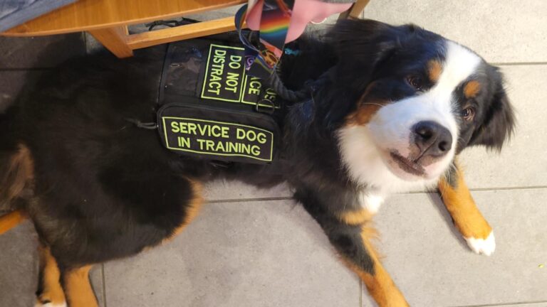 patches in action 2 768x432