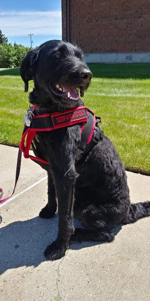 service dog
