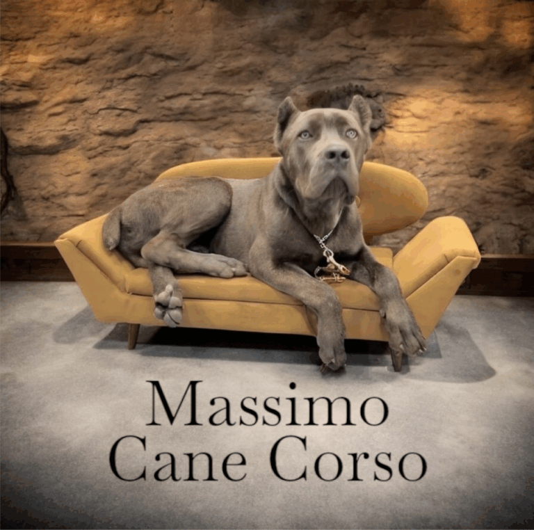 Photoroom 20250414 151142 768x762